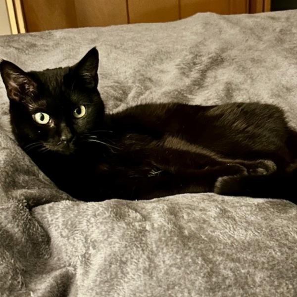 Scarlet, Adoptable, Senior Female Domestic Short Hair.