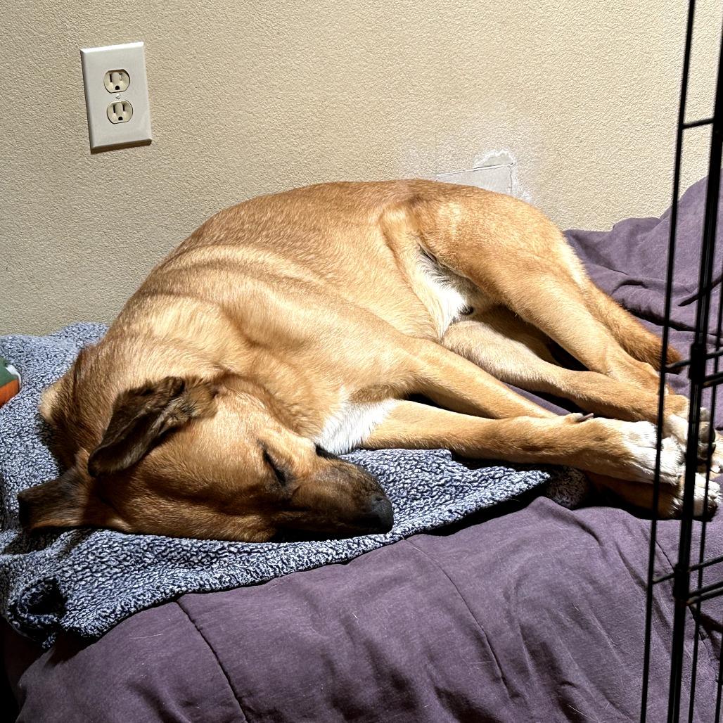 Major (Chip) - Loves People & Dogs! Adopt $50!, a Adoptable mixed breed in Flagstaff, AZ image 1/6