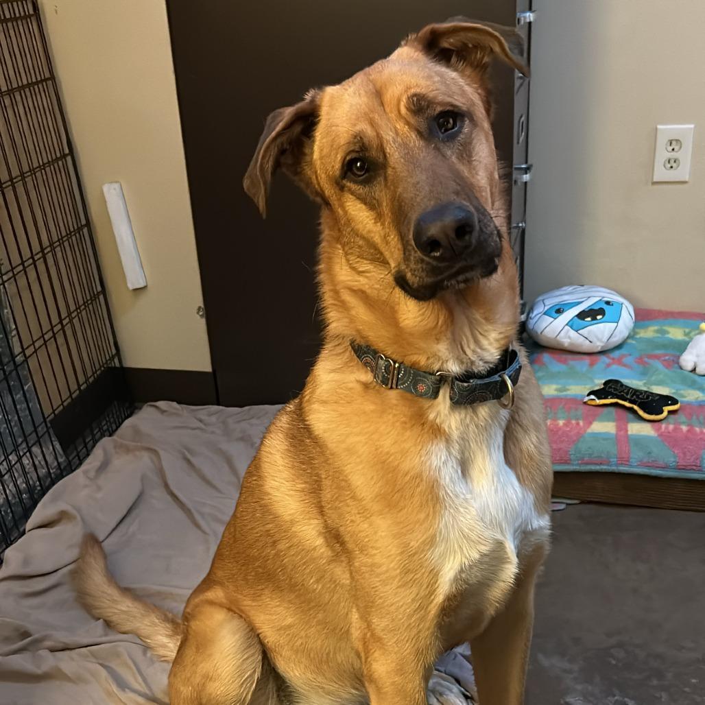 Major (Chip) - Loves People & Dogs! Adopt $50!, a Adoptable mixed breed in Flagstaff, AZ image 2/6