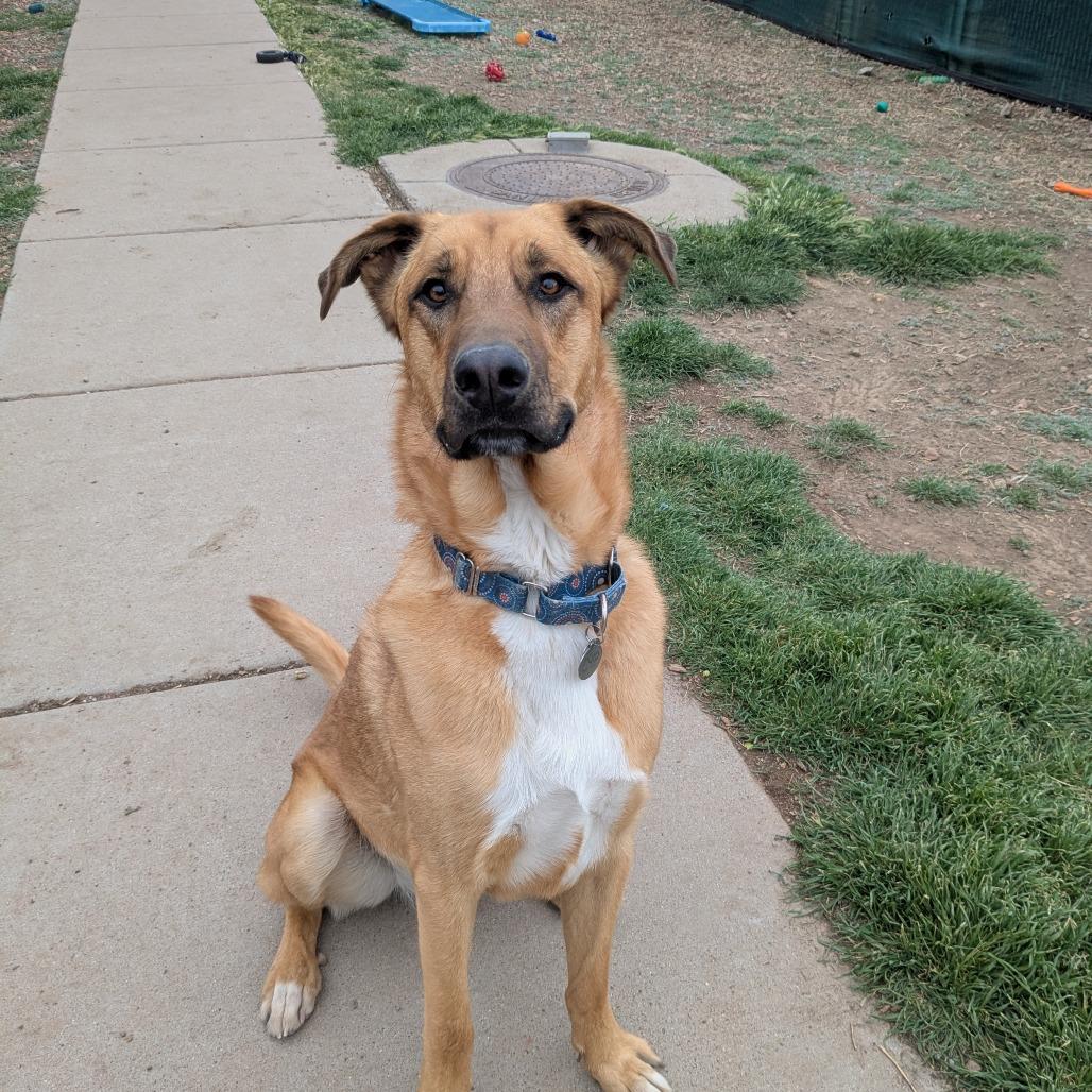 Major (Chip) - Loves People & Dogs! Adopt $50!, a Adoptable mixed breed in Flagstaff, AZ image 3/6