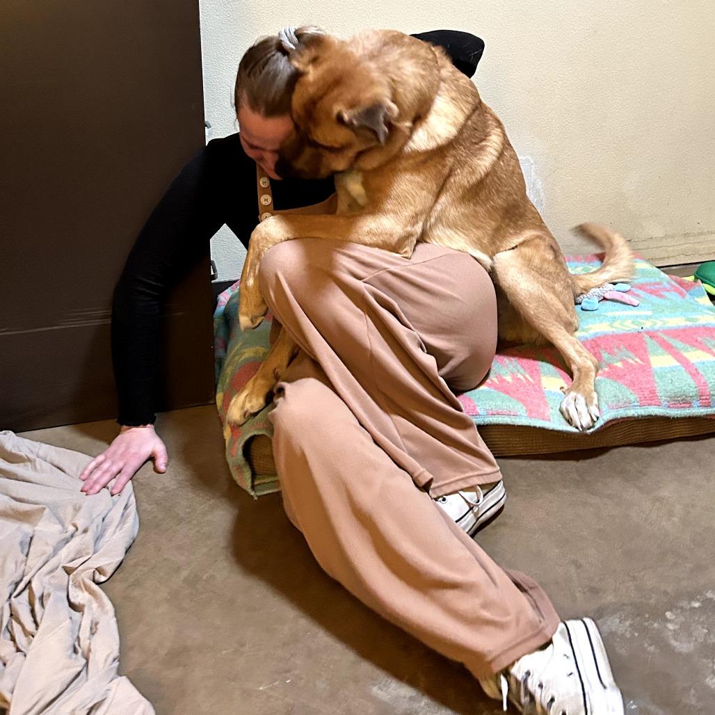 Major (Chip) - Loves People & Dogs! Adopt $50!, a Adoptable mixed breed in Flagstaff, AZ image 4/6