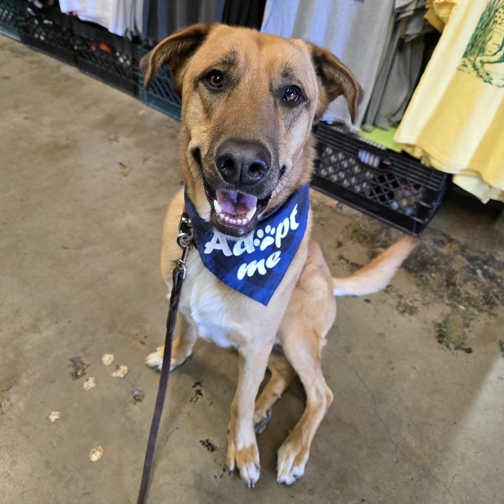 Major (Chip) - Loves People & Dogs! Adopt $50!, a Adoptable mixed breed in Flagstaff, AZ image 6/6