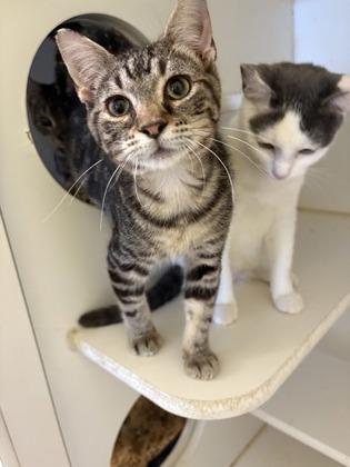 Nickel, Adoptable, Young Female Domestic Short Hair & Domestic Short Hair.