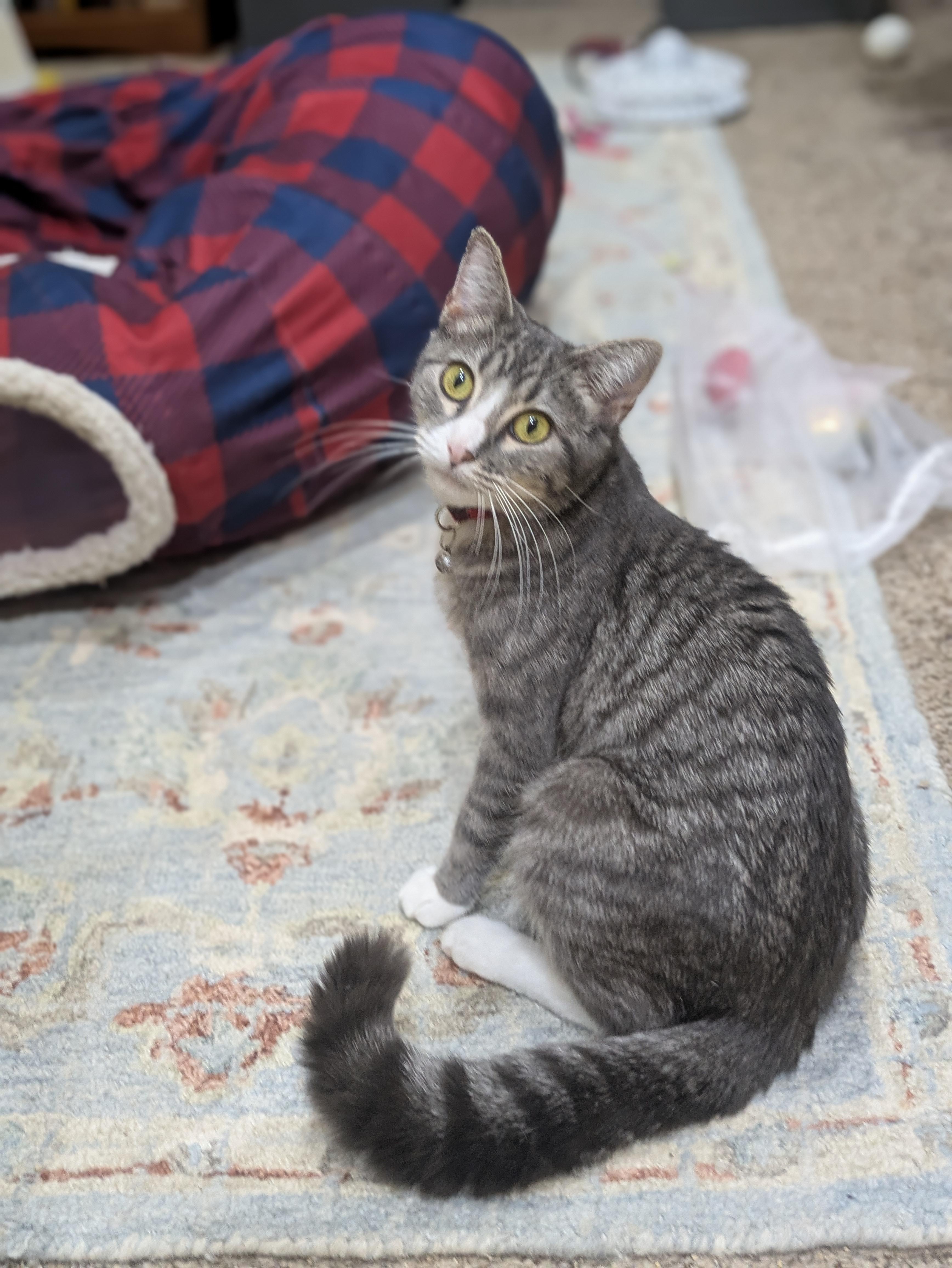 Mama Cupcake, ADOPTABLE, Young Female Domestic Short Hair.