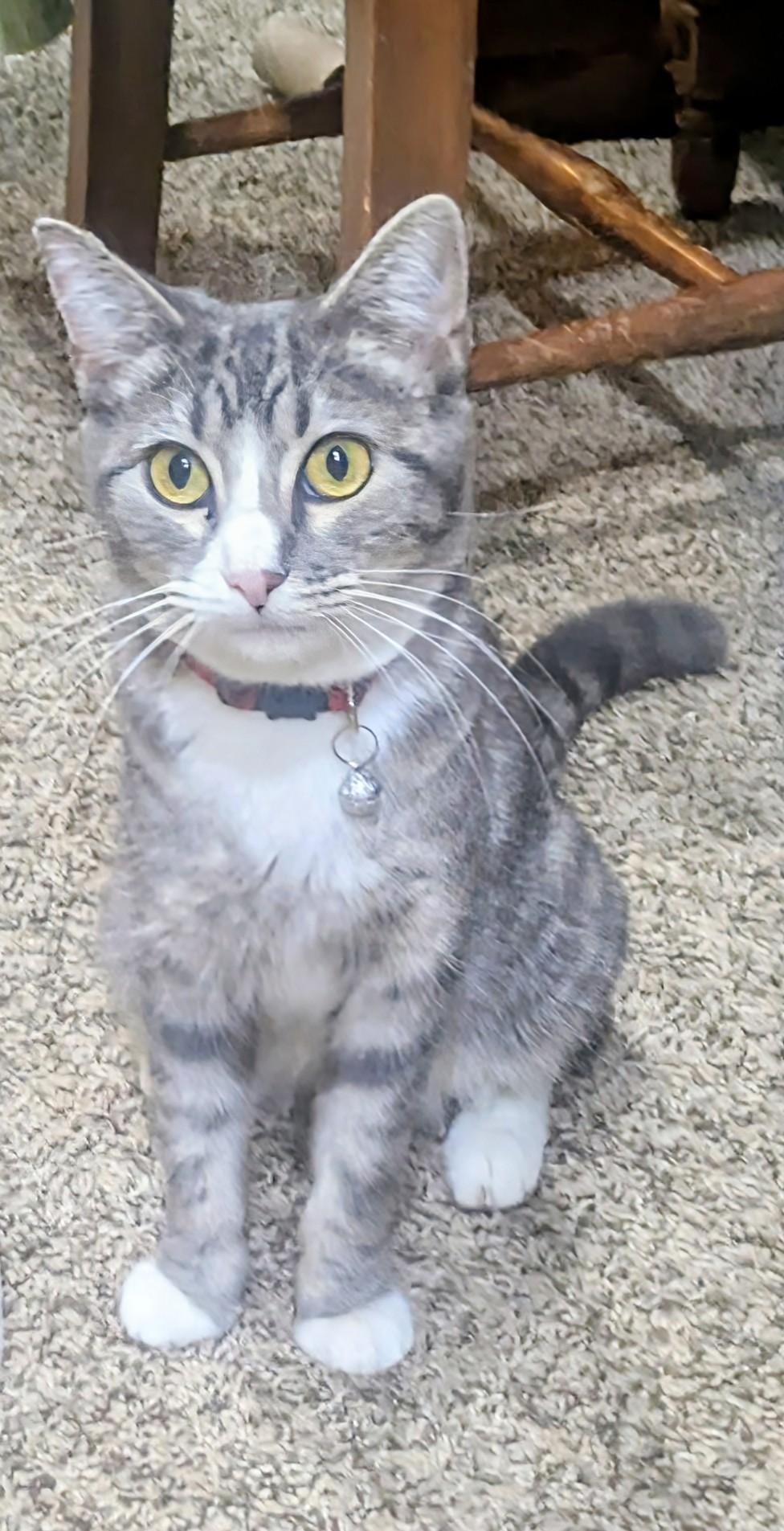 Mama Cupcake, a ADOPTABLE Domestic Short Hair in Tulsa, OK image 2/6