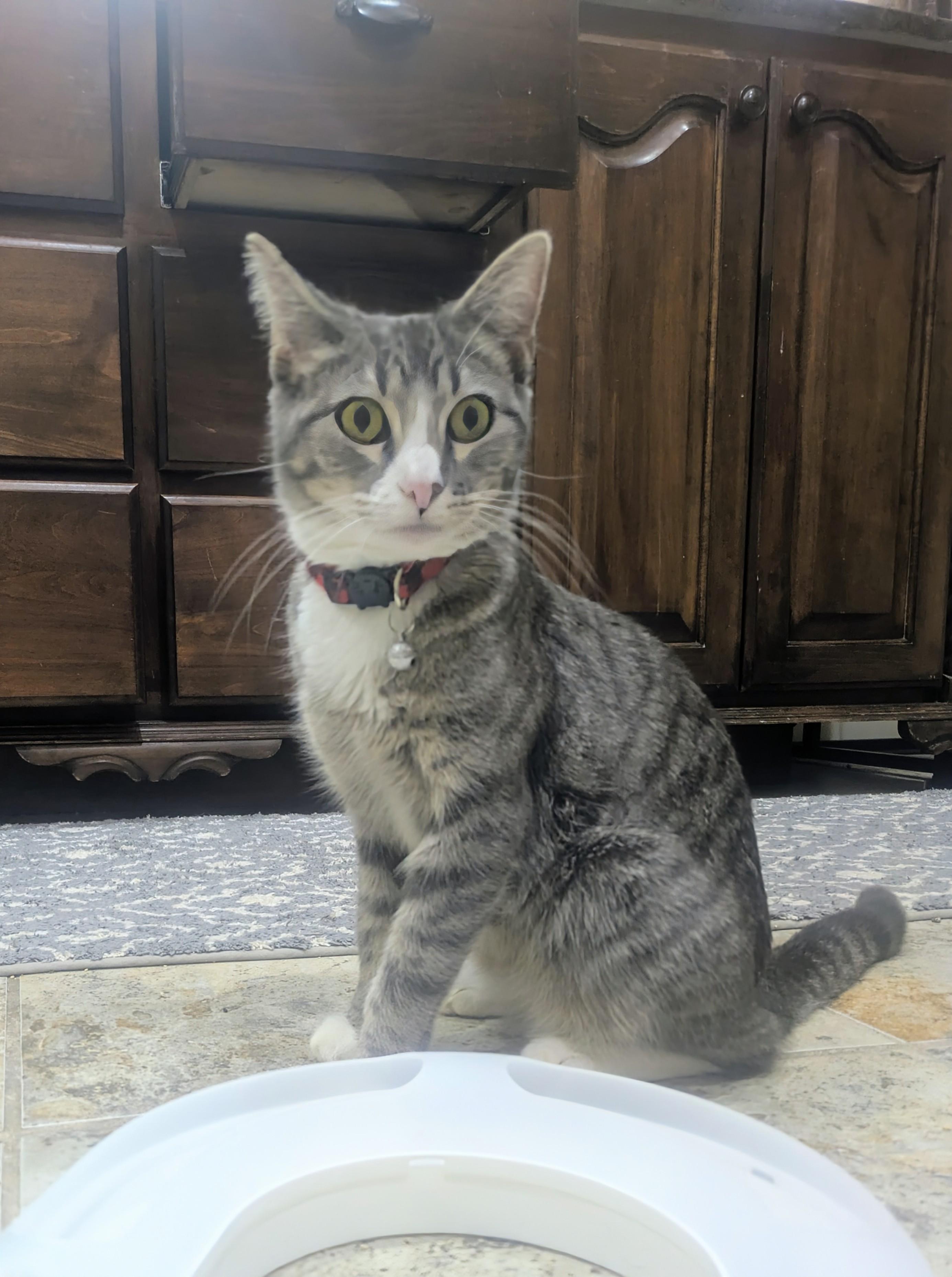 Mama Cupcake, a ADOPTABLE Domestic Short Hair in Tulsa, OK image 3/6