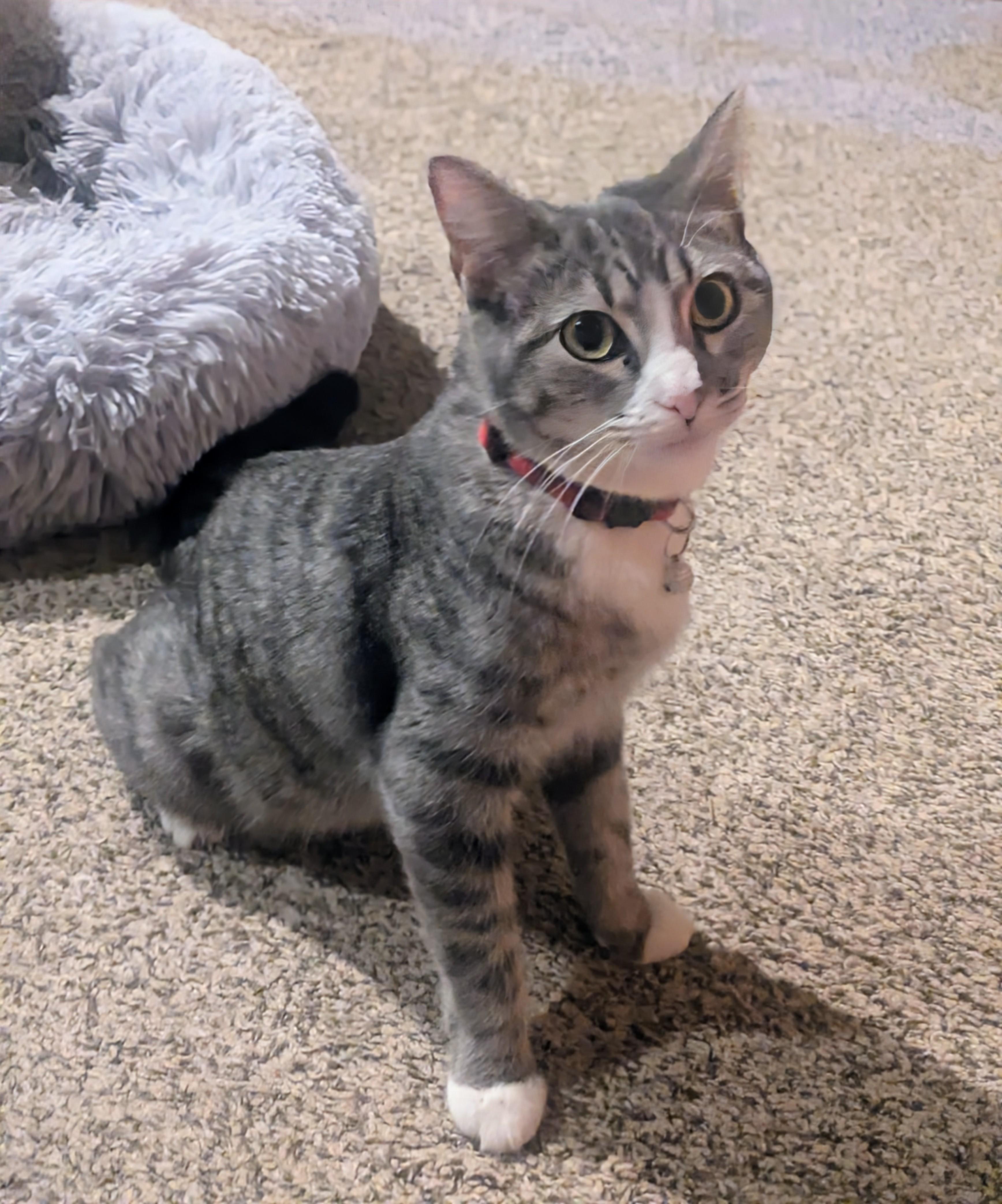 Mama Cupcake, a ADOPTABLE Domestic Short Hair in Tulsa, OK image 4/6