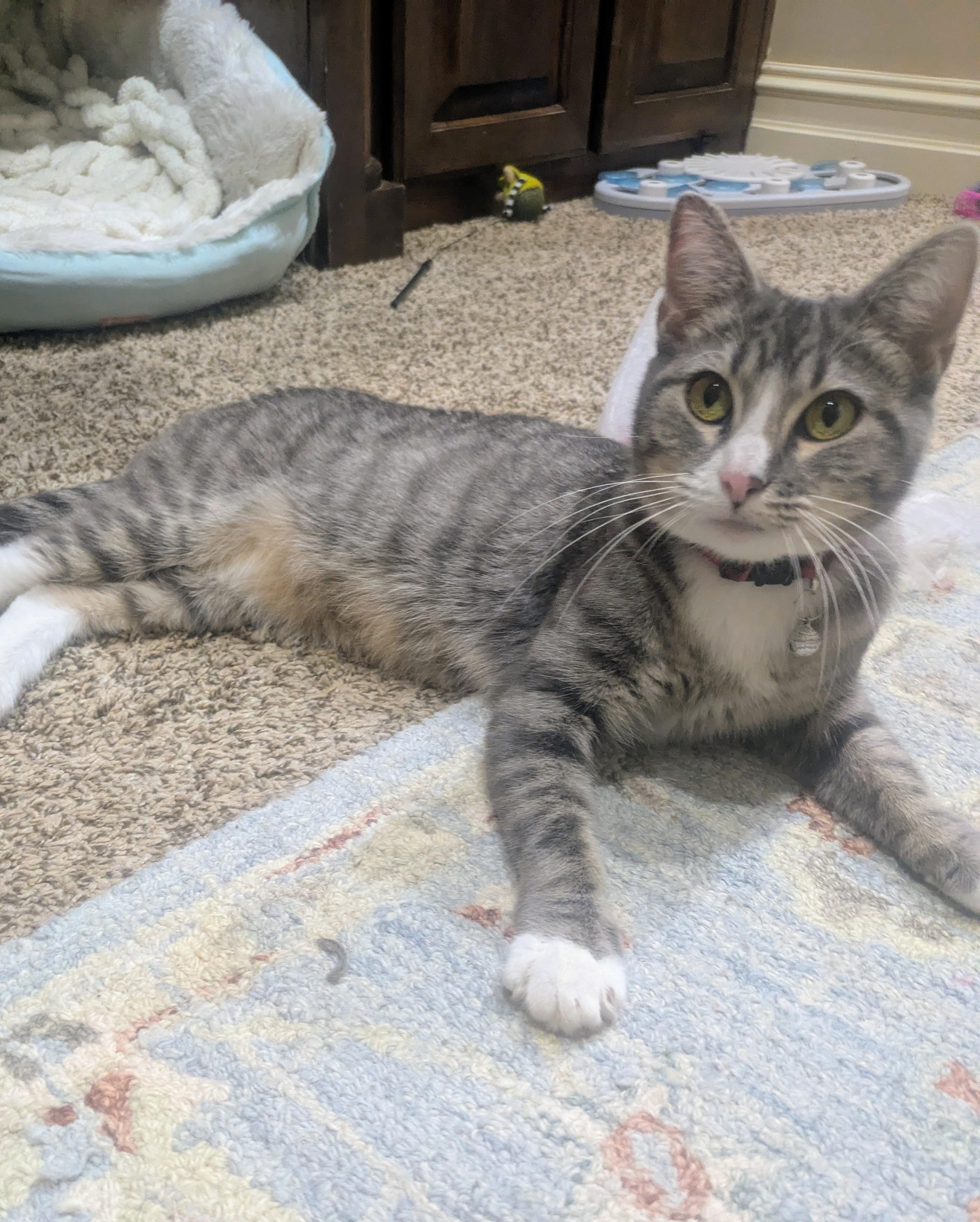 Mama Cupcake, a ADOPTABLE Domestic Short Hair in Tulsa, OK image 5/6