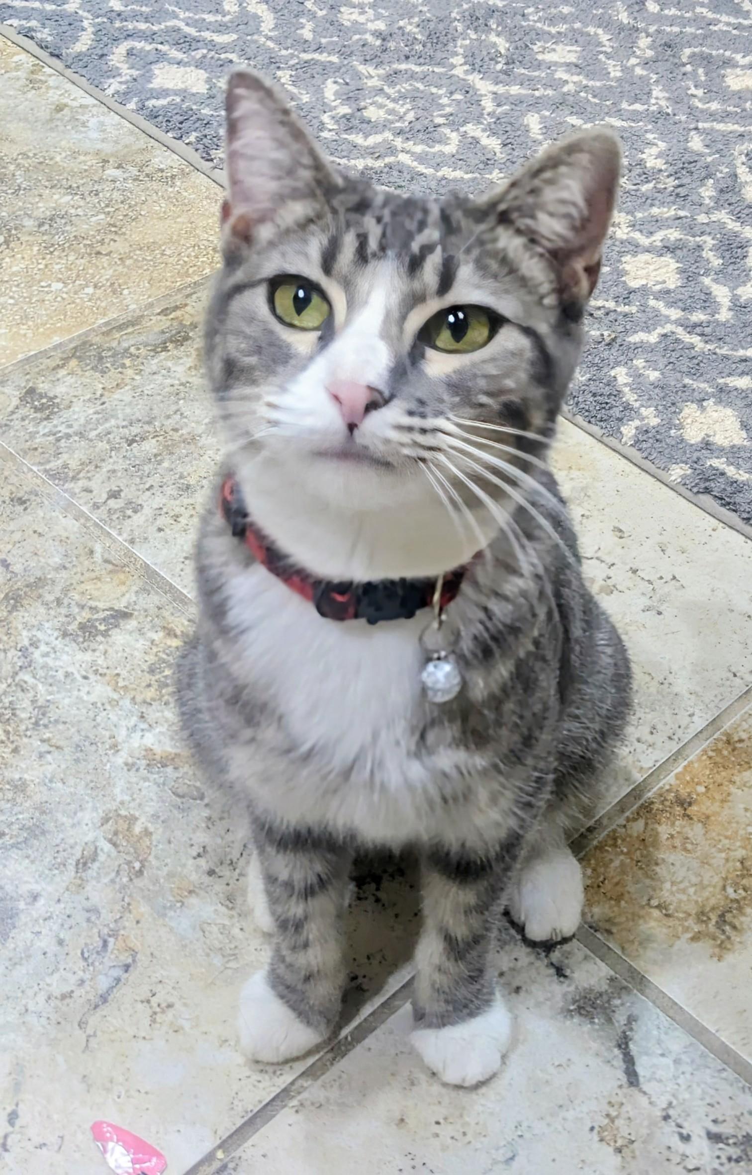 Mama Cupcake, a ADOPTABLE Domestic Short Hair in Tulsa, OK image 6/6