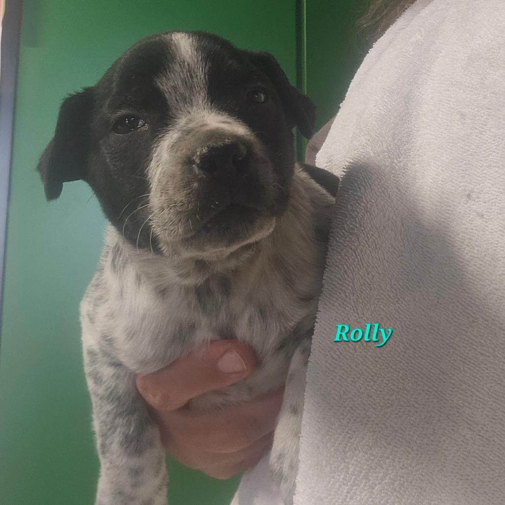 Enlarge Rolly, a Adoptable Hound in mount vernon, AR image 2/2