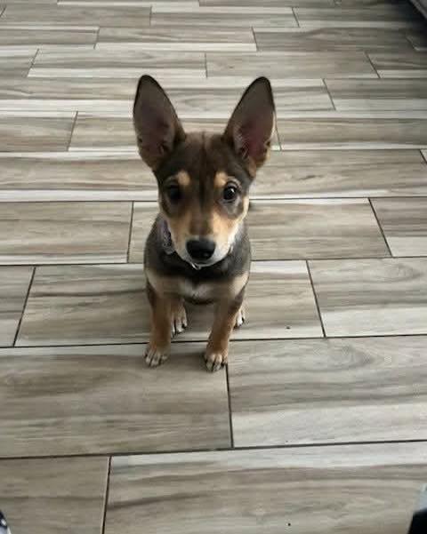 Skipper, a ADOPTABLE mixed breed in Broken Arrow, OK image 1/3
