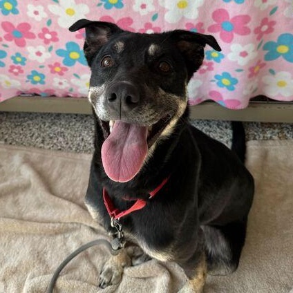 Enlarge Layla 2.0, an adoptable Mixed Breed in Jackson, MI image 5/6