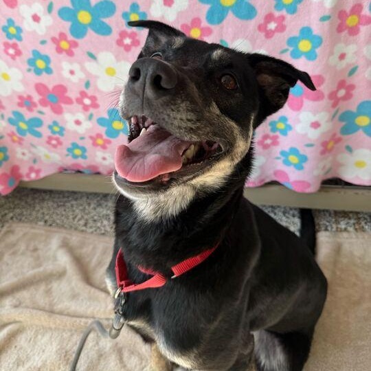 Enlarge Layla 2.0, an adoptable Mixed Breed in Jackson, MI image 1/6