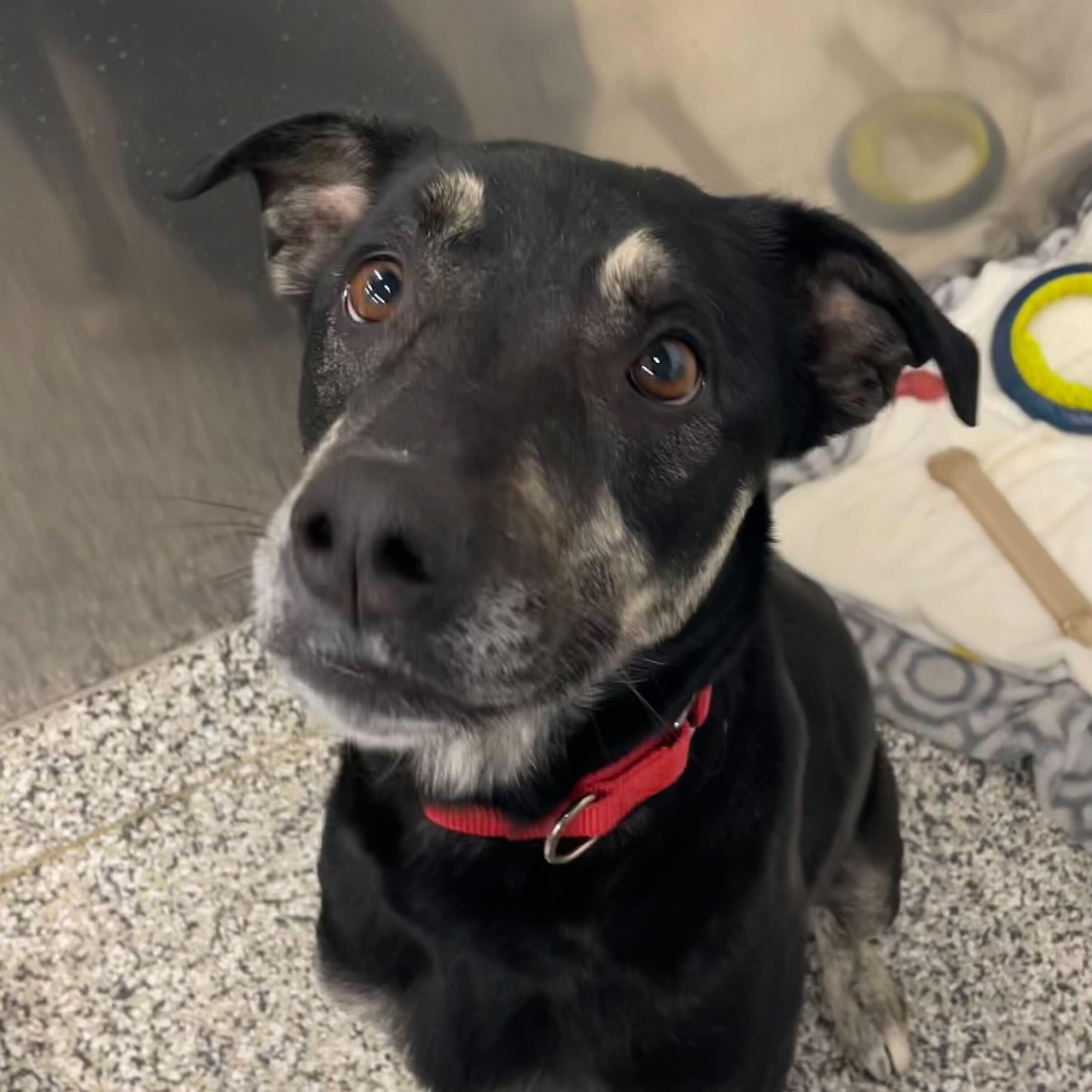 Layla 2.0, adoptable, Adult Female Mixed Breed.