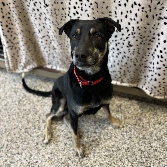 Layla 2.0, adoptable, Adult Female Mixed Breed.