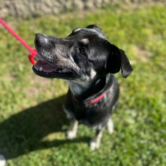 Layla 2.0, an adoptable Mixed Breed in Jackson, MI image 2/6