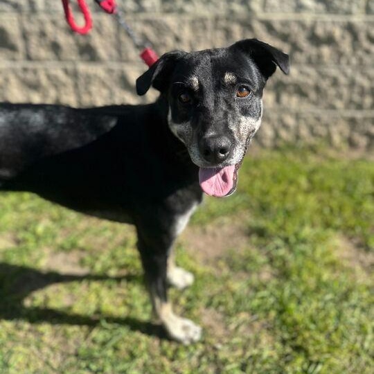 Layla 2.0, an adoptable Mixed Breed in Jackson, MI image 3/6