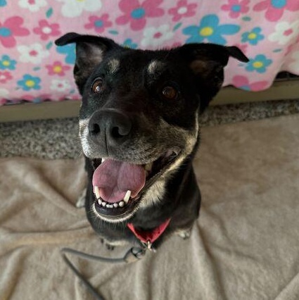 Enlarge Layla 2.0, an adoptable Mixed Breed in Jackson, MI image 4/6