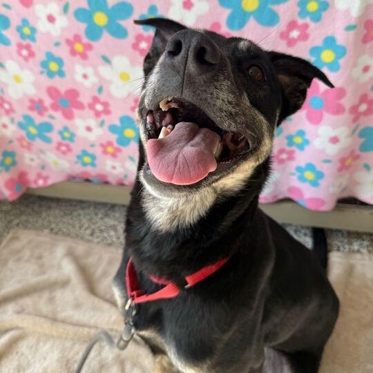 Enlarge Layla 2.0, an adoptable Mixed Breed in Jackson, MI image 3/6