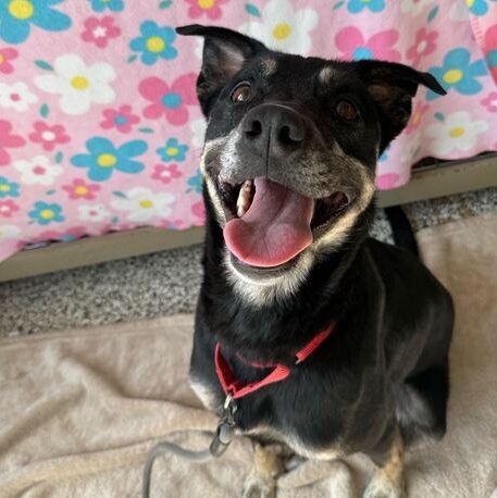 Enlarge Layla 2.0, an adoptable Mixed Breed in Jackson, MI image 2/6