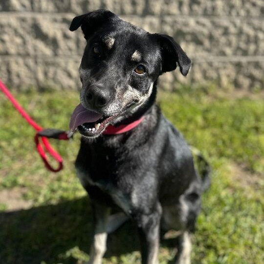 Layla 2.0, adoptable, Adult Female Mixed Breed.