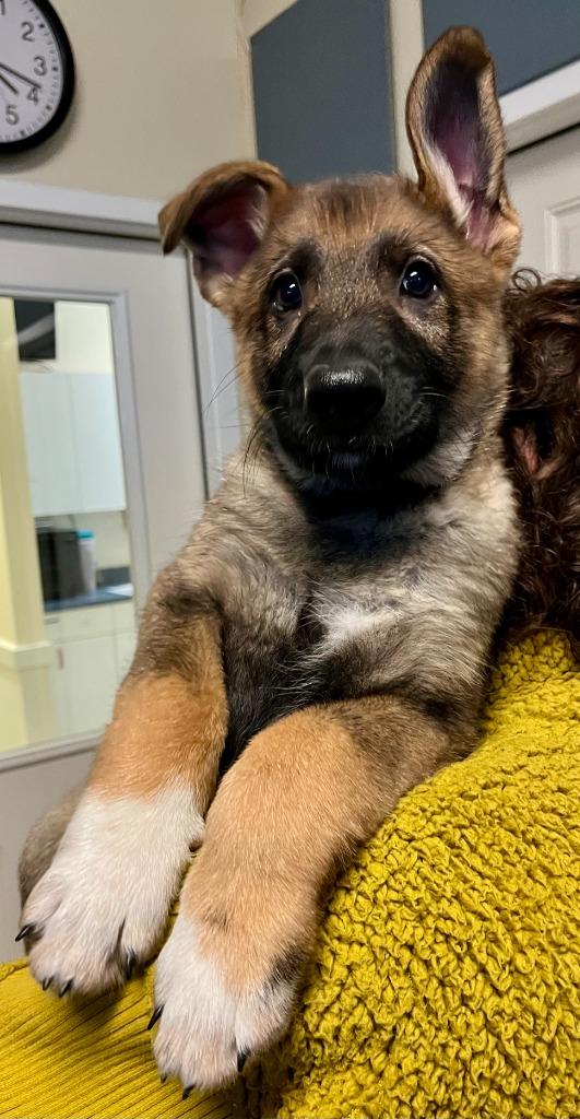 Enlarge Big Boots, a Adoptable mixed breed in Eastsound, WA image 1/2