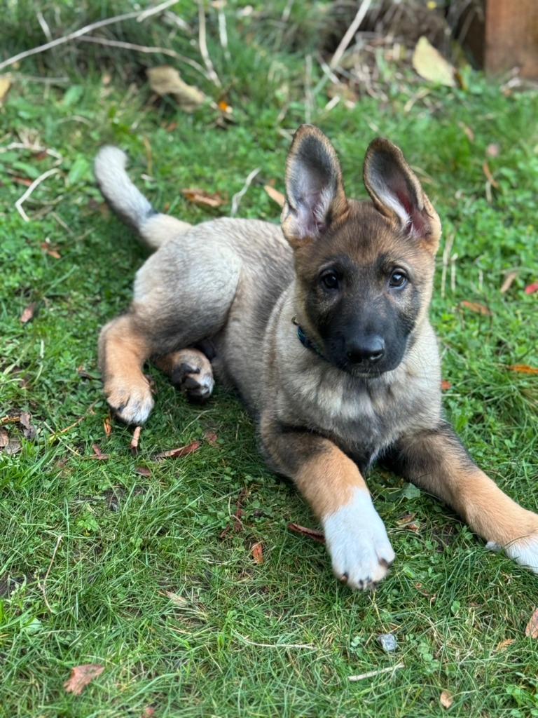 Big Boots, Adoptable, Puppy Male German Shepherd Dog & Australian Shepherd.