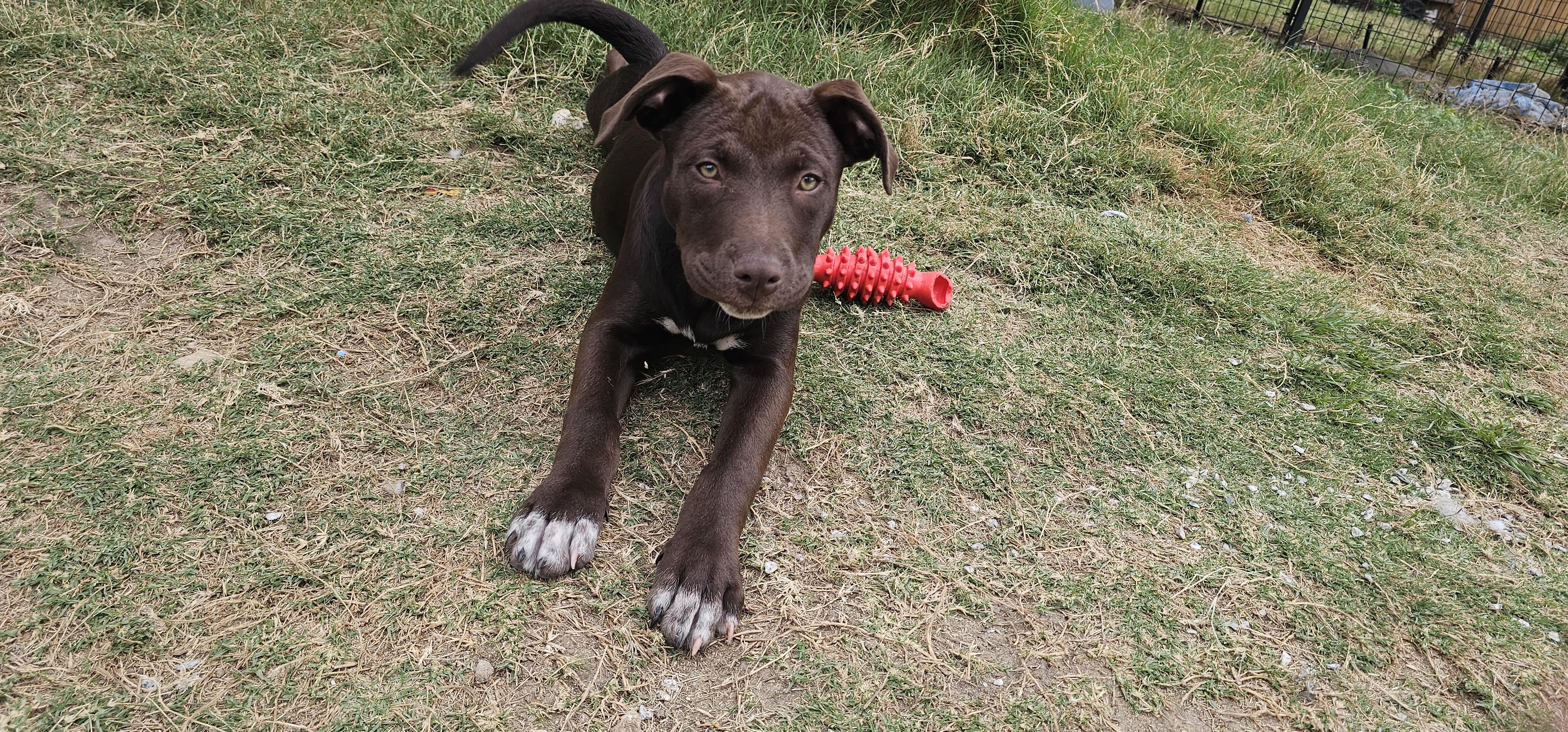 Maple , adopted, Puppy Female Labrador Retriever.