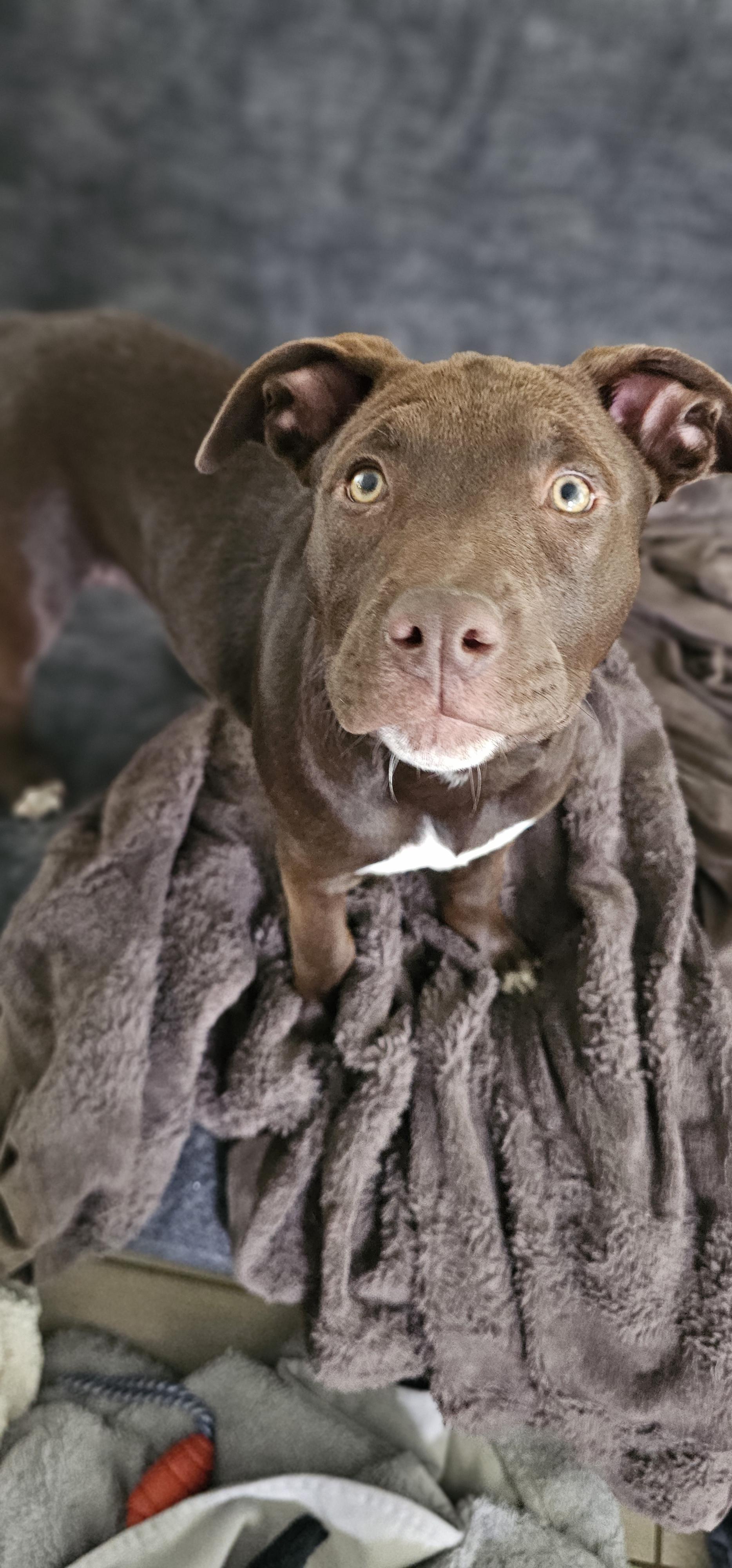 Enlarge Maple , an adopted mixed breed in Springfield , VA image 6/6