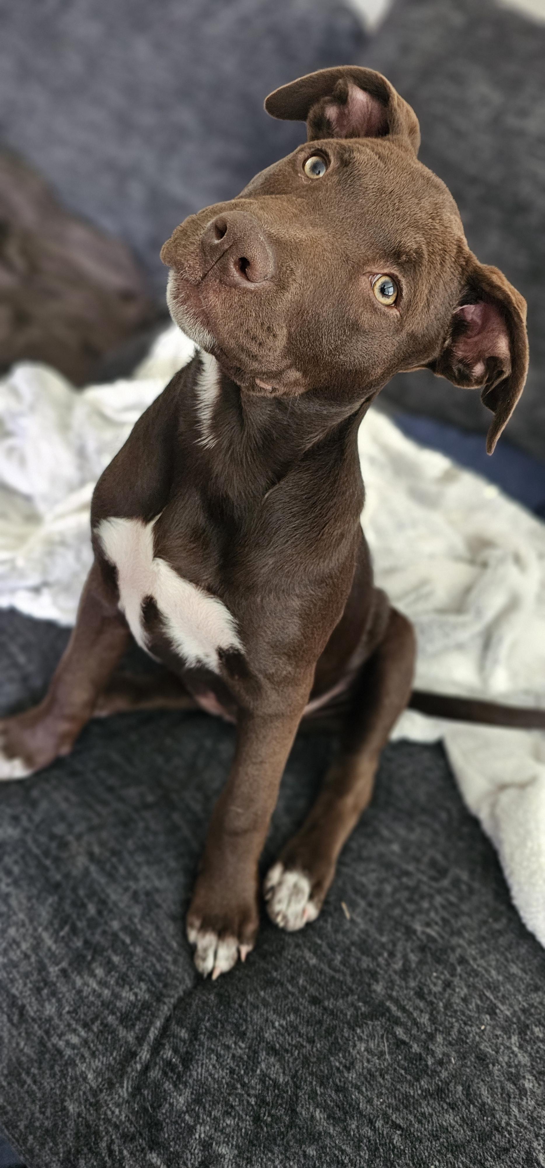 Enlarge Maple , an adopted mixed breed in Springfield , VA image 5/6