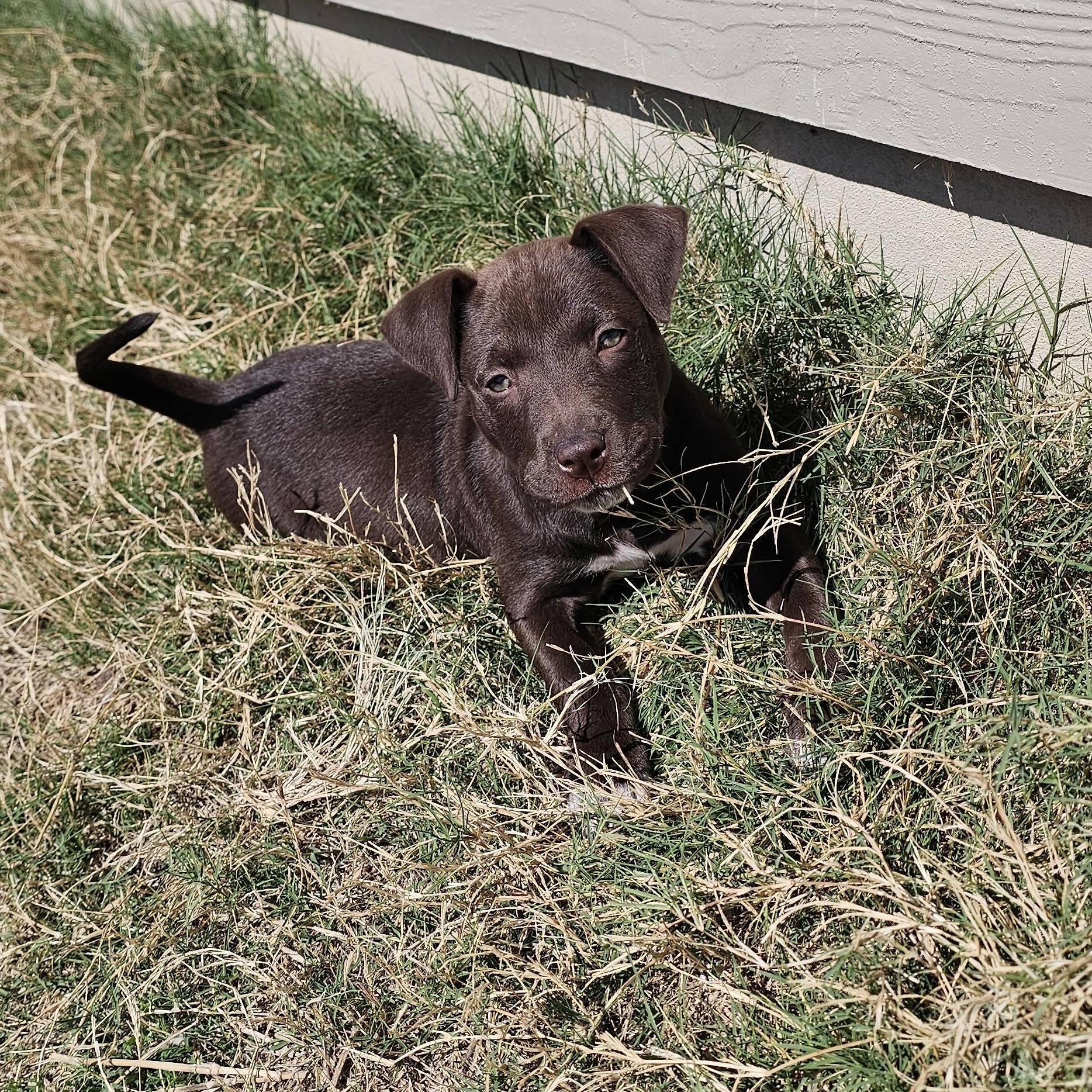 Enlarge Maple , an adopted mixed breed in Springfield , VA image 2/6