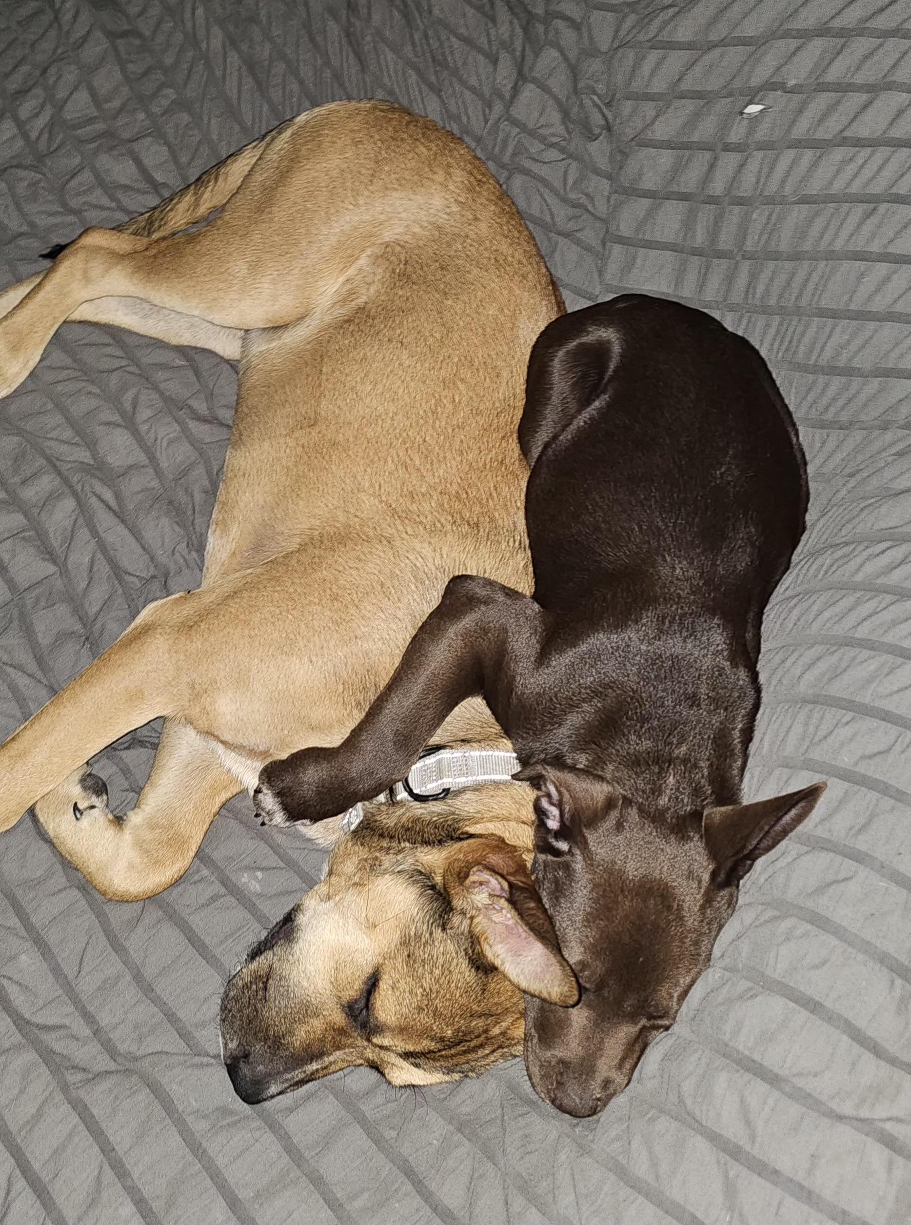 Enlarge Maple , an adopted mixed breed in Springfield , VA image 3/6