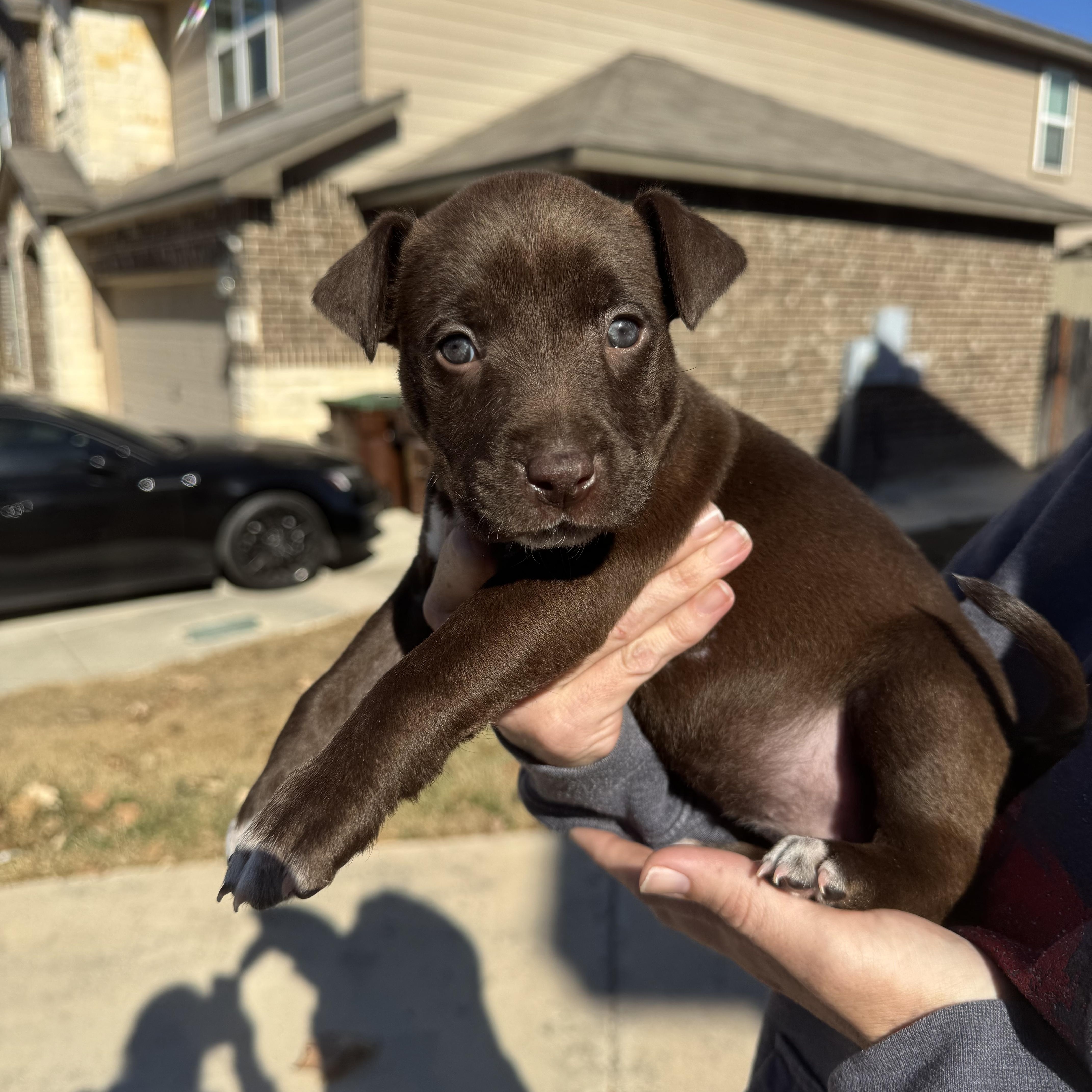 Enlarge Maple , an adopted mixed breed in Springfield , VA image 4/6