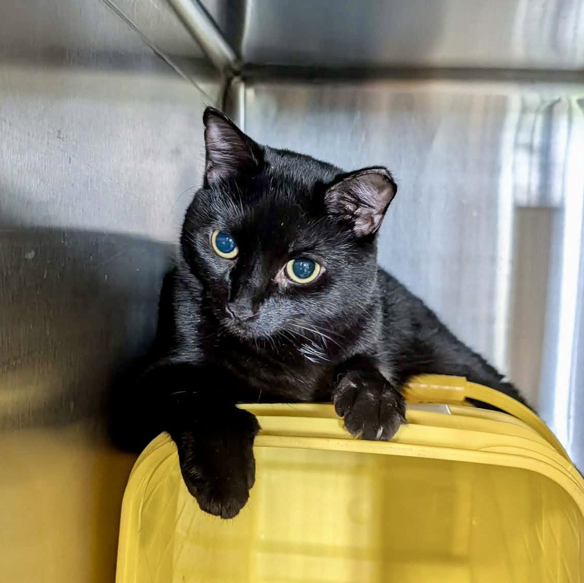 Brama, Adoptable, Young Female Domestic Short Hair.