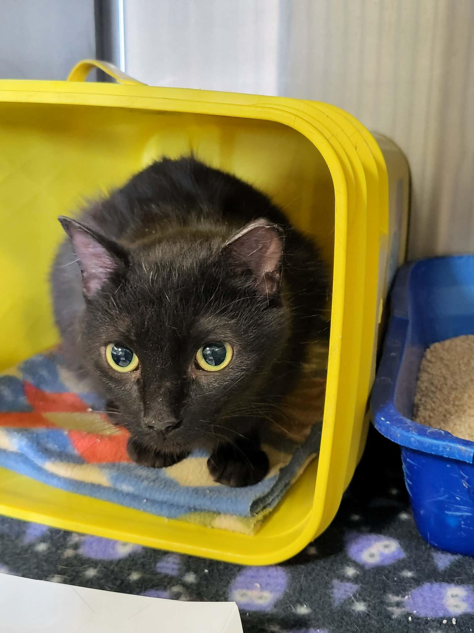 Enlarge Brama, a Adoptable Domestic Short Hair in Detroit Lakes, MN image 2/3