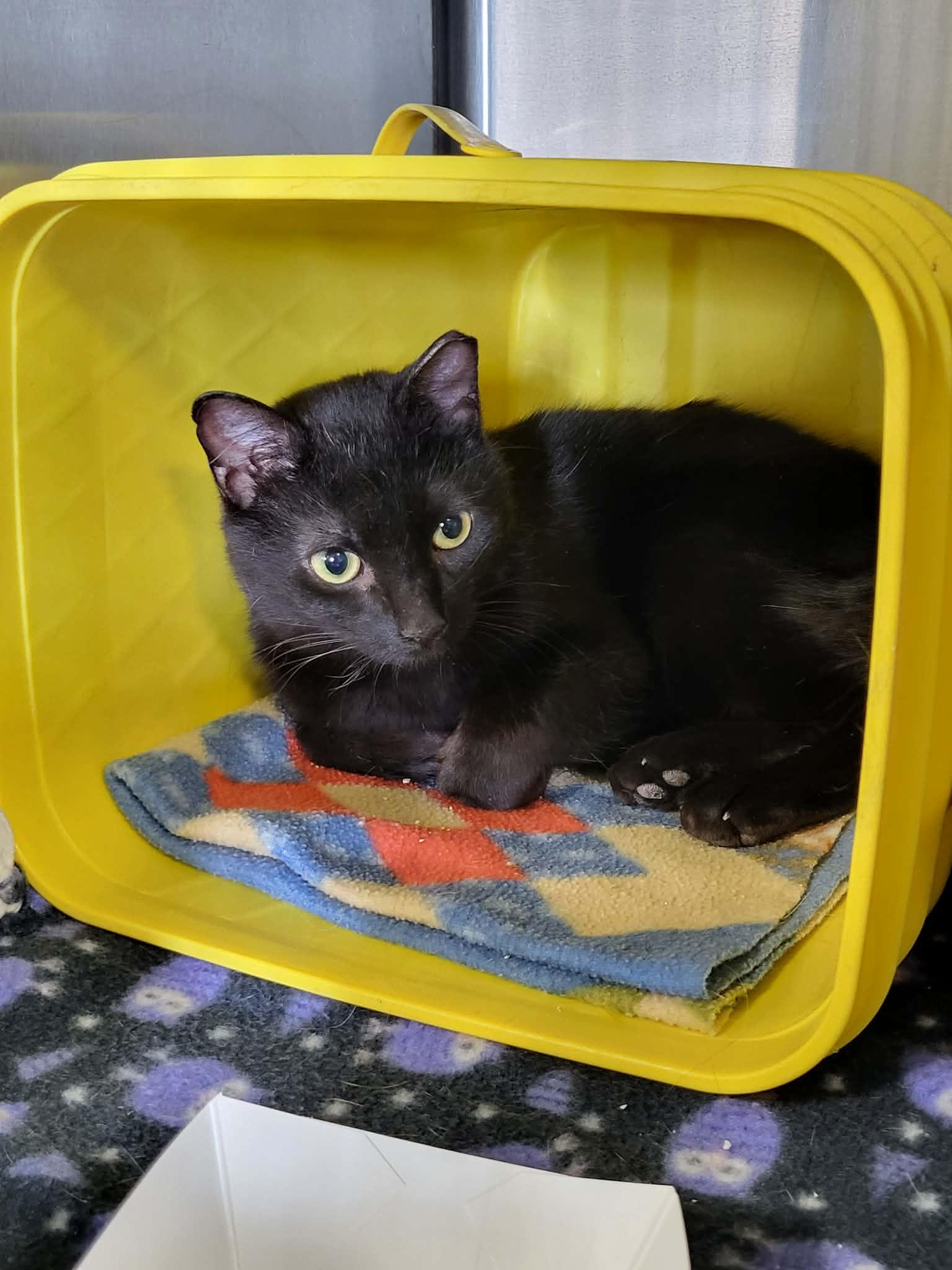 Brama — thumbnail 2