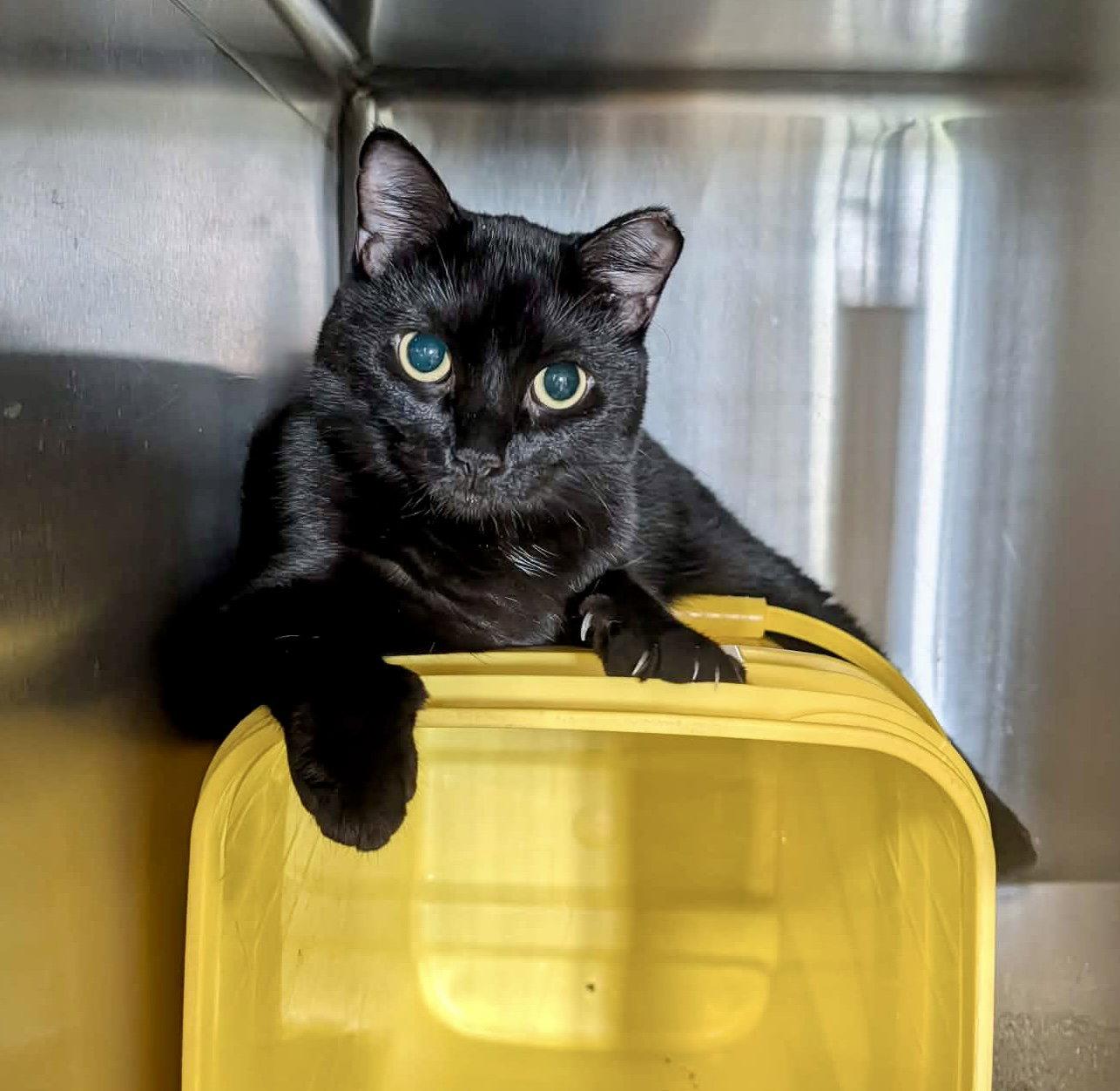 Enlarge Brama, a Adoptable Domestic Short Hair in Detroit Lakes, MN image 3/3