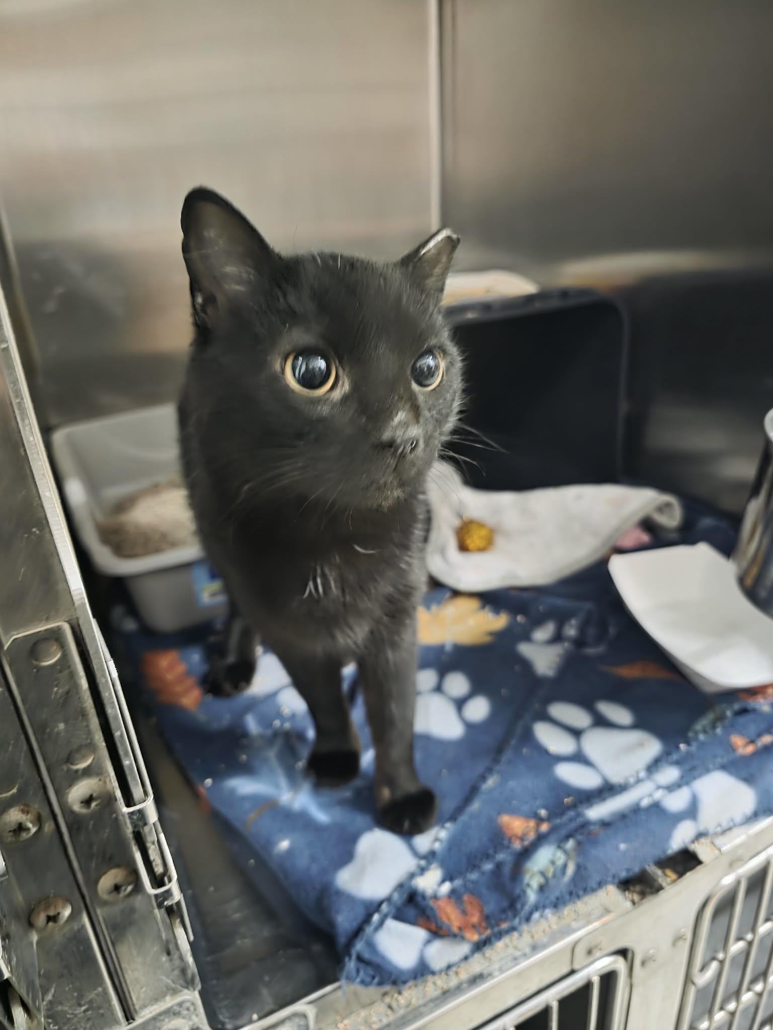 Brama — thumbnail 3