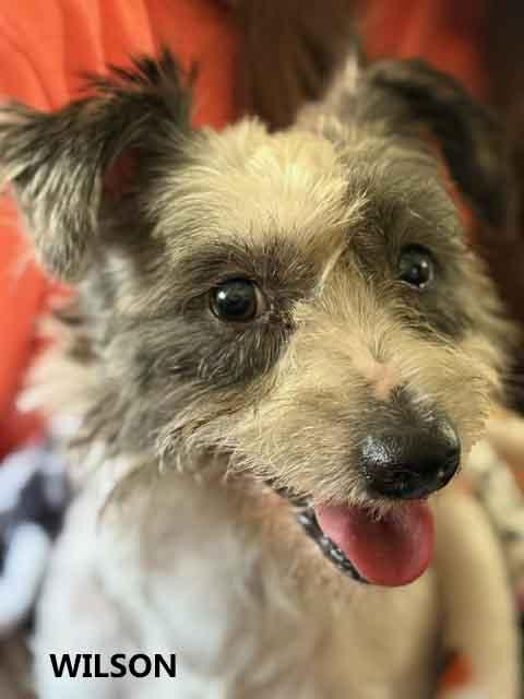 Wilson Terrier Dog