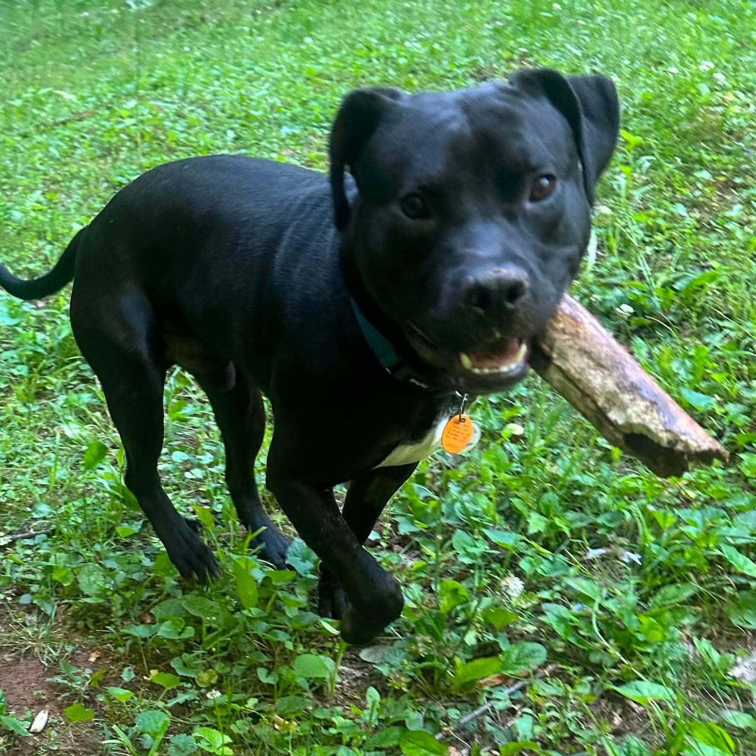 Enlarge ASHE, a Adoptable mixed breed in East Flat Rock, NC image 6/6