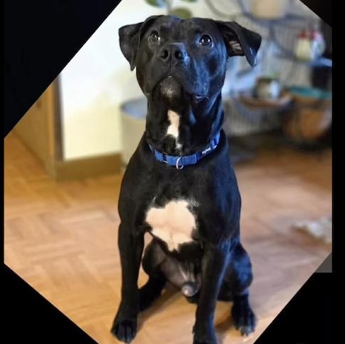 Enlarge ASHE, a Adoptable mixed breed in East Flat Rock, NC image 2/6