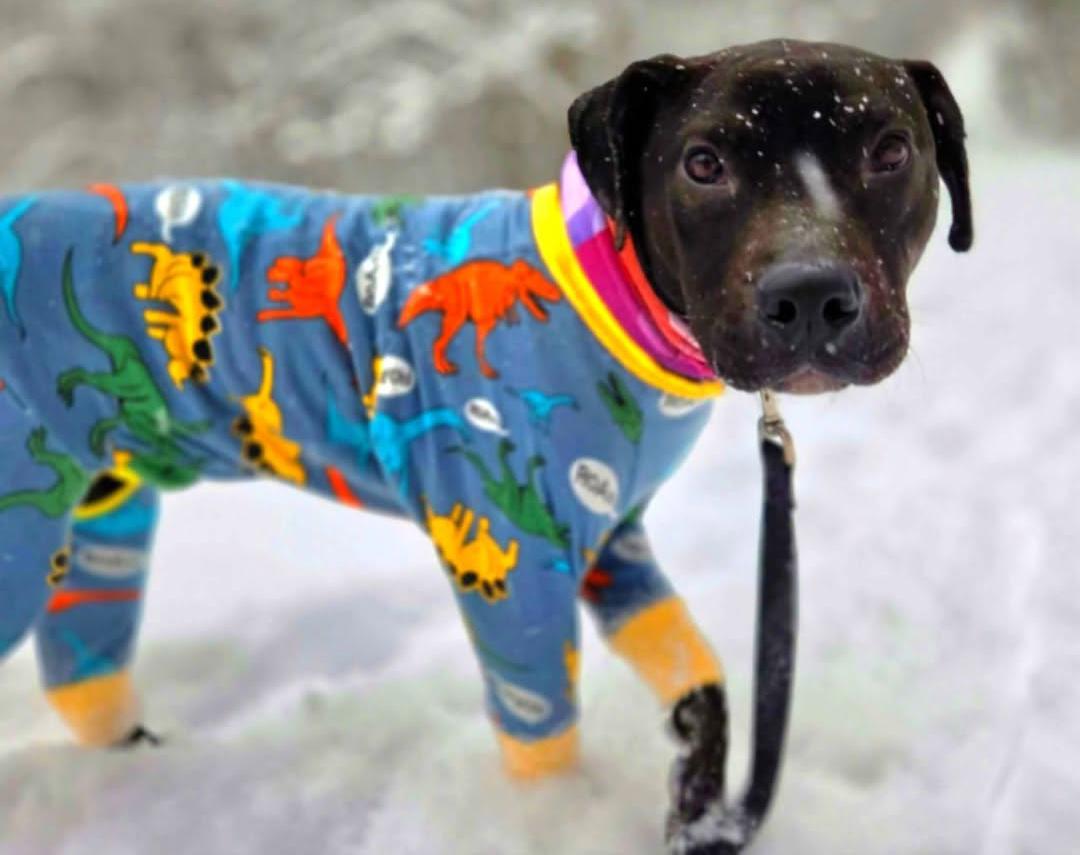 Enlarge ASHE, a Adoptable mixed breed in East Flat Rock, NC image 4/6