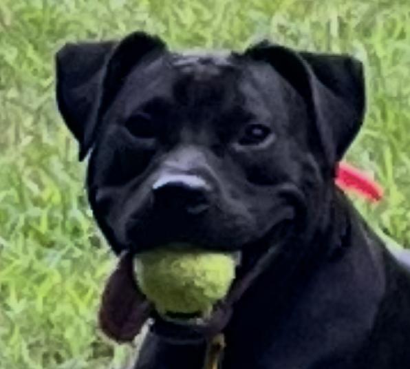 Enlarge ASHE, a Adoptable mixed breed in East Flat Rock, NC image 1/6