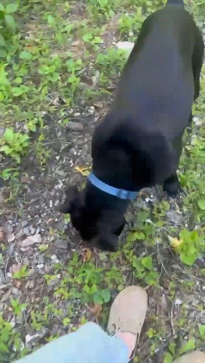 Enlarge ASHE, a Adoptable mixed breed in East Flat Rock, NC video 3/6