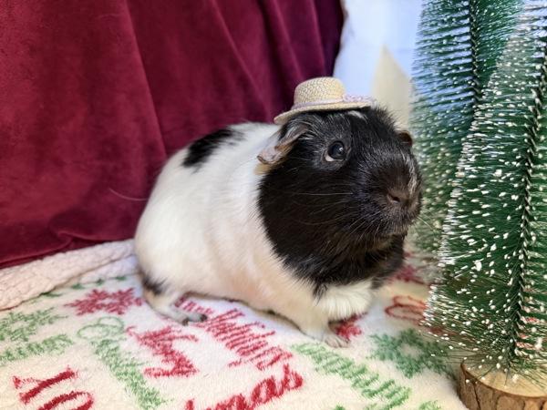 Enlarge Vaca, a Adoptable mixed breed in Escondido, CA image 1/1