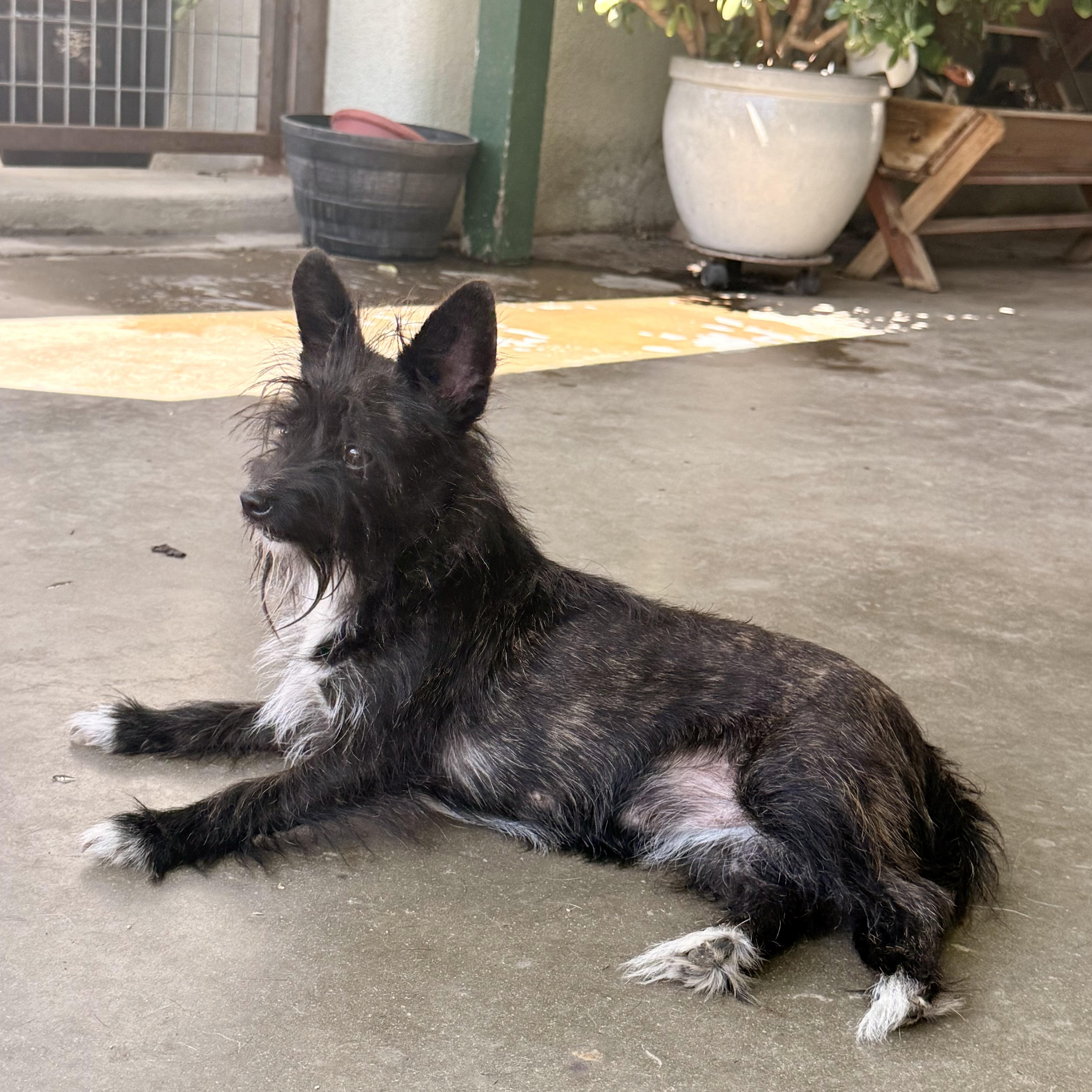 Enlarge Shelly, an adoptable mixed breed in modesto, CA image 5/6