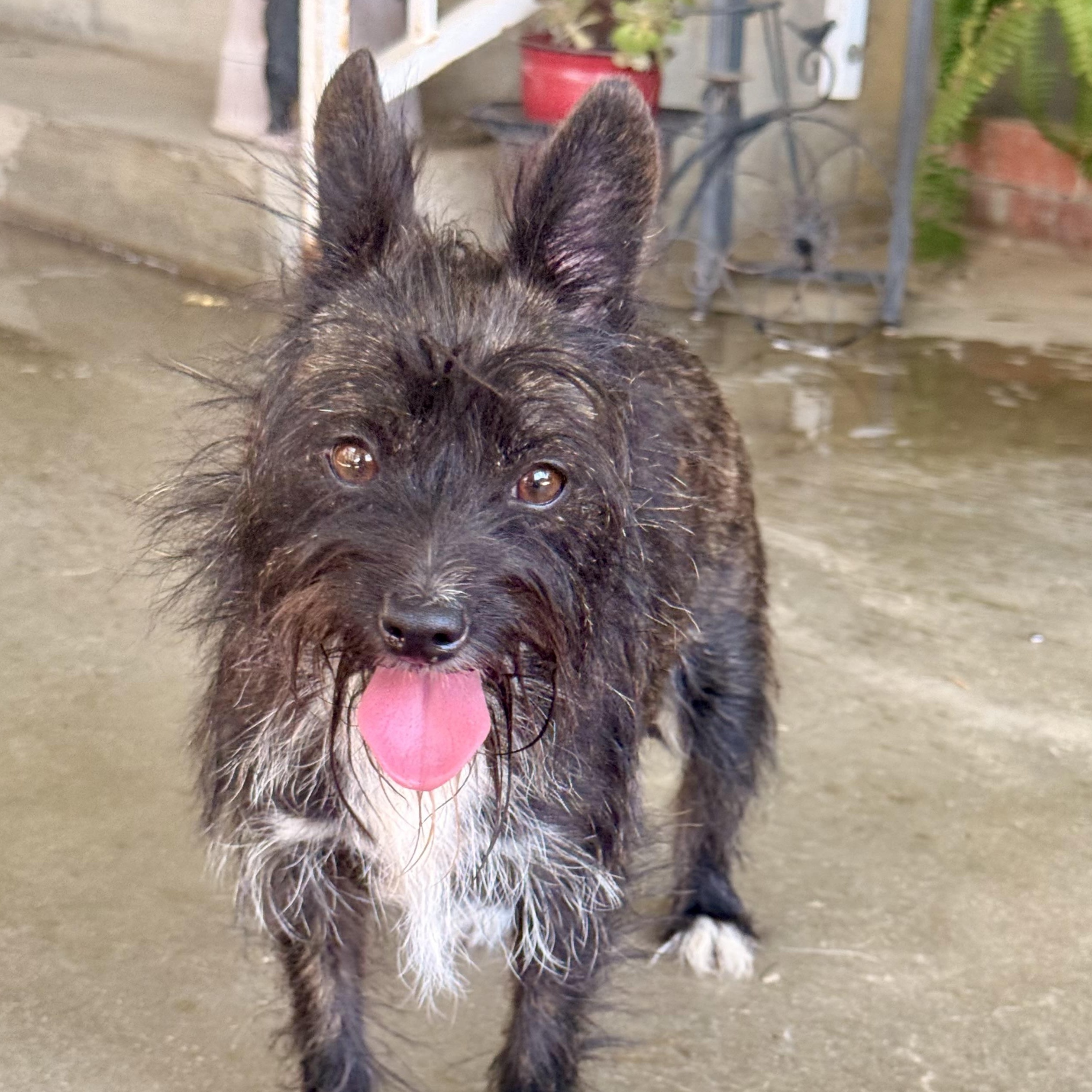 Enlarge Shelly, an adoptable mixed breed in modesto, CA image 3/6