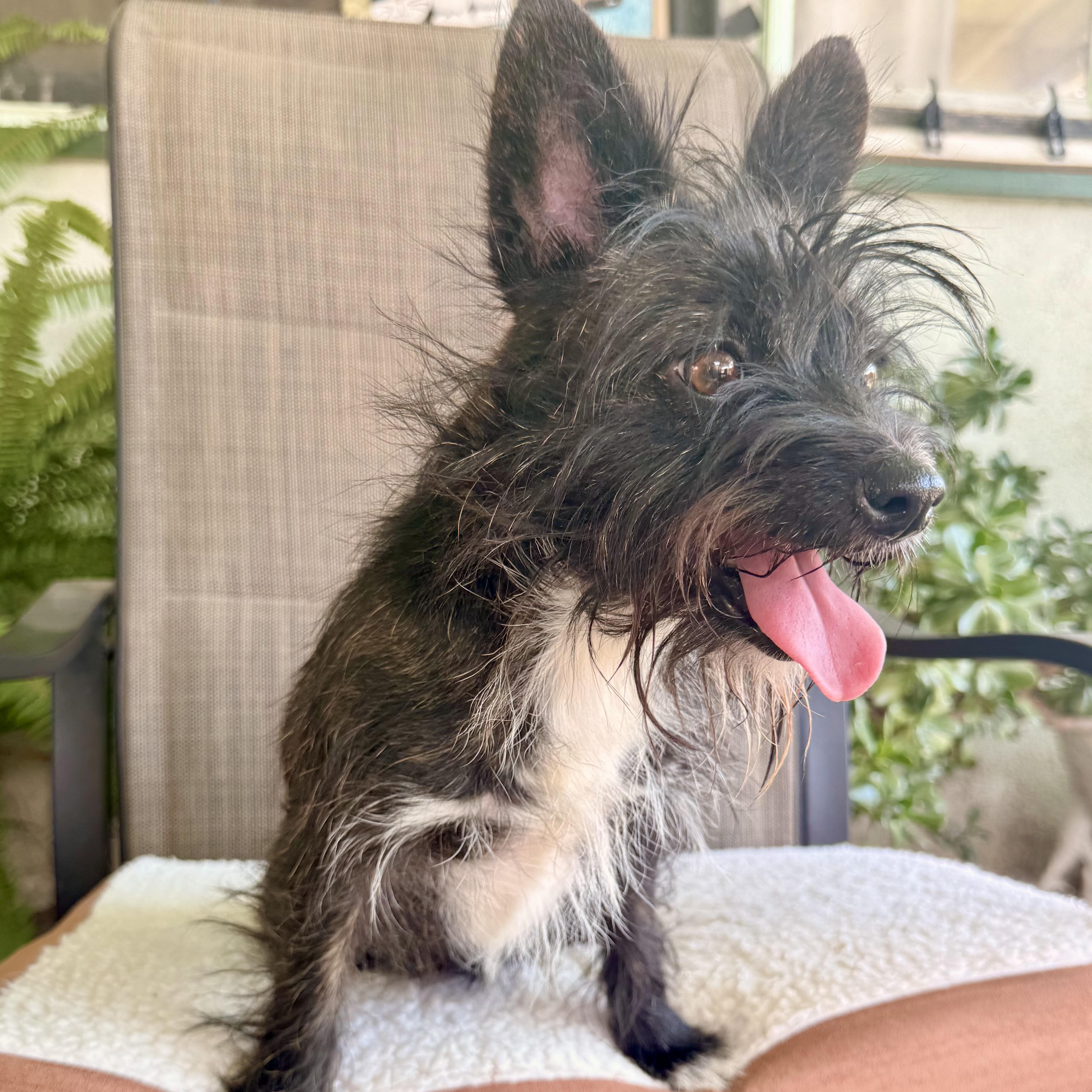 Enlarge Shelly, an adoptable mixed breed in modesto, CA image 4/6