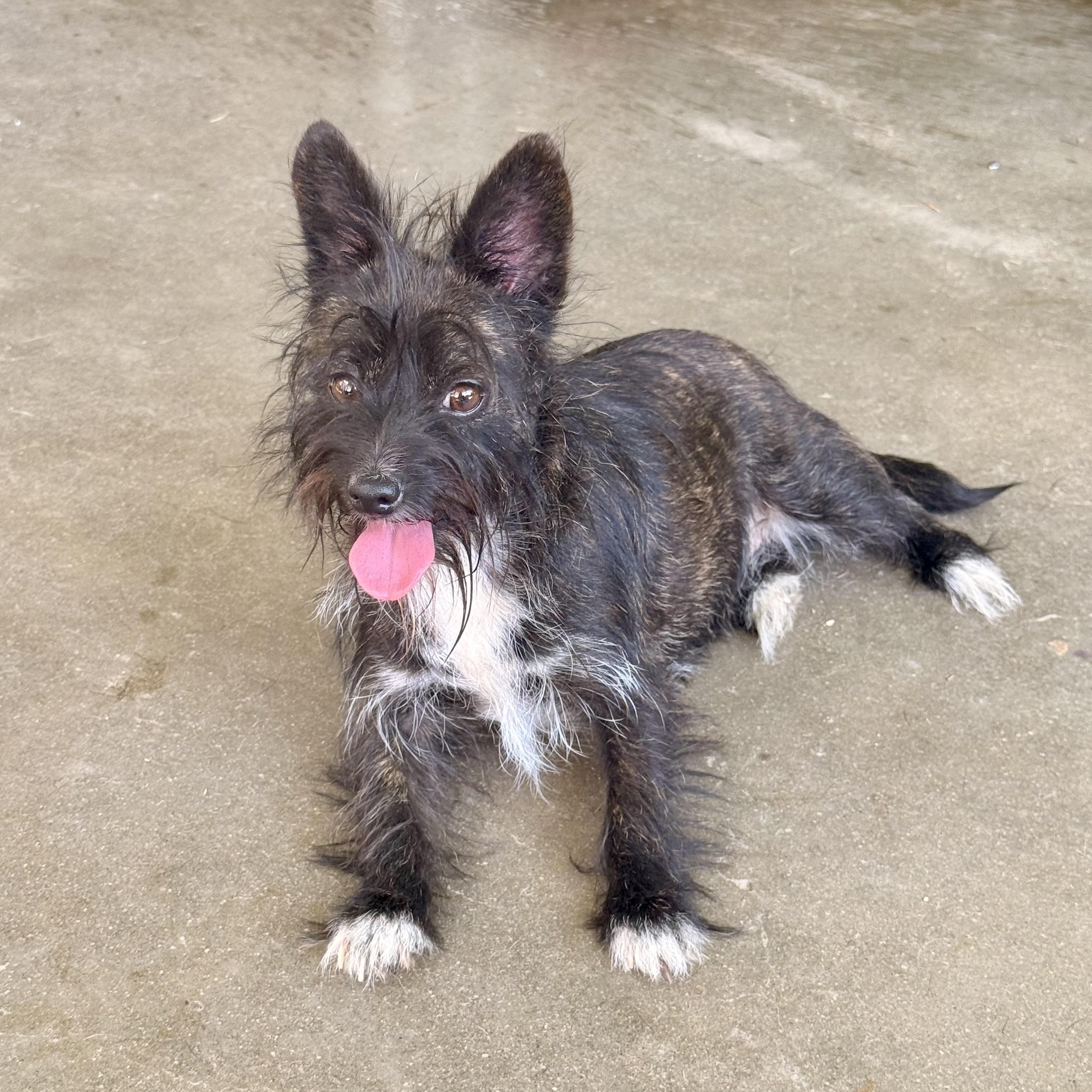 Enlarge Shelly, an adoptable mixed breed in modesto, CA image 2/6