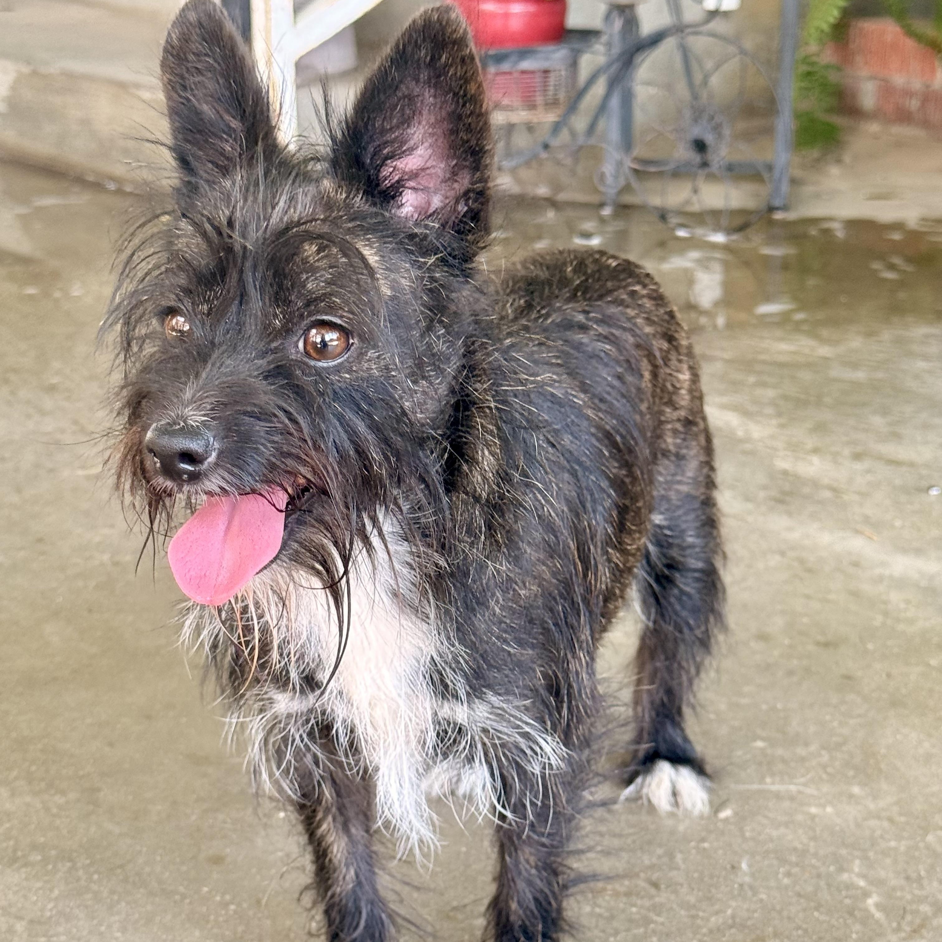 Enlarge Shelly, an adoptable mixed breed in modesto, CA image 6/6